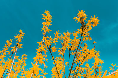 Low angle view of flowering plant against blue sky