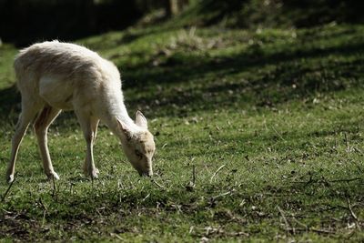 Sheep grazing in a field