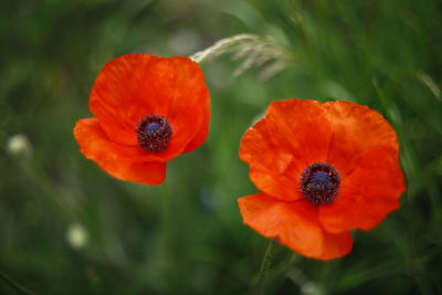 Close-up of oriental poppies blooming outdoors