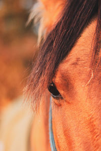 Close-up of horse eye