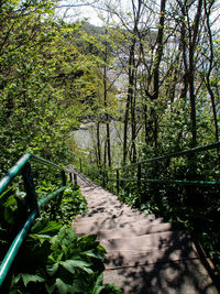 Footpath in forest