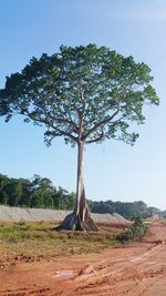 Tree on landscape against clear sky