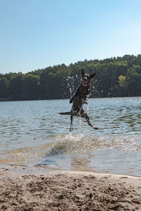 Dog on beach