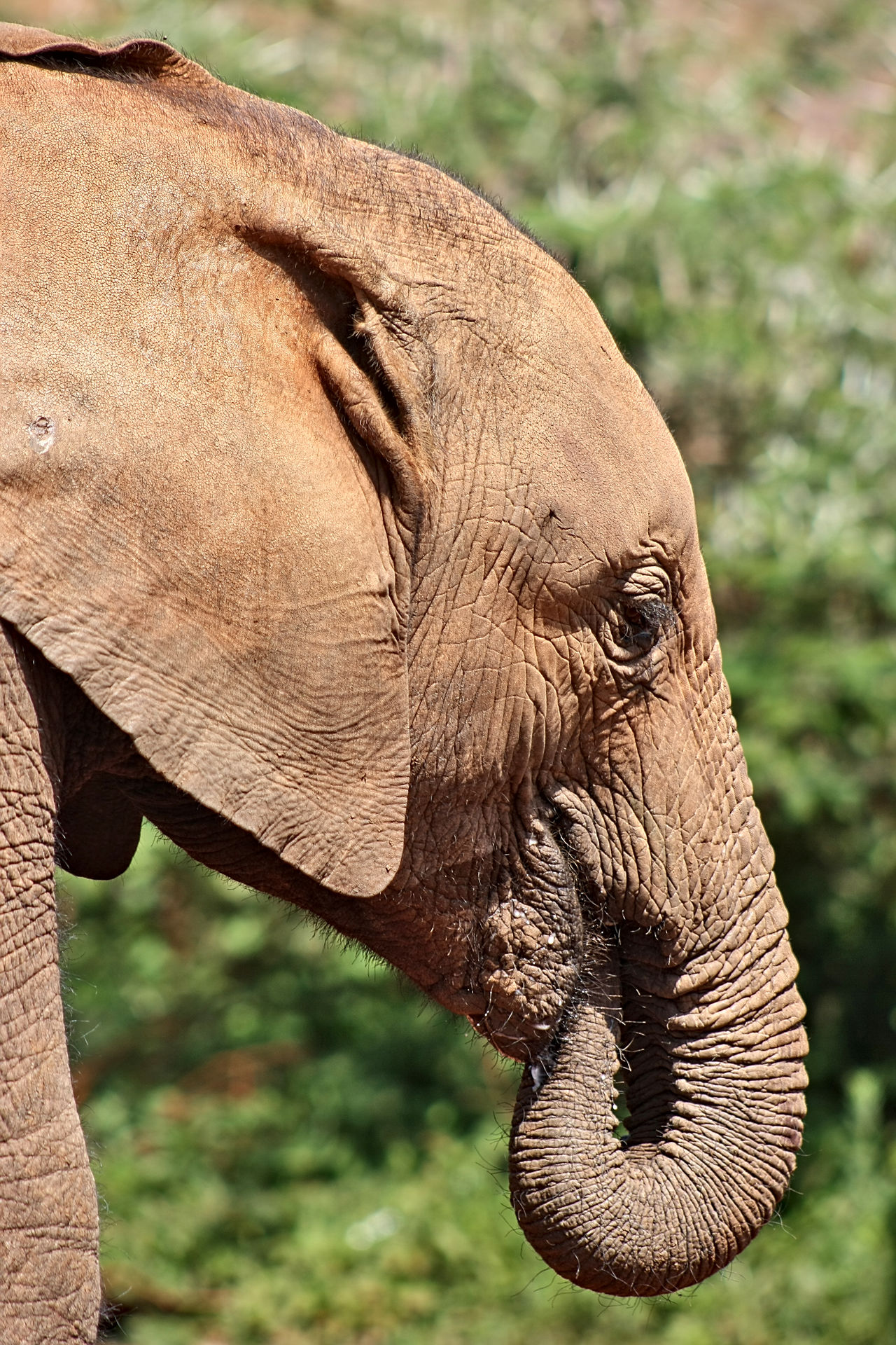 Elephant calf