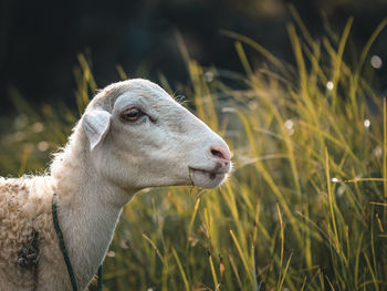 Close-up of an animal on grass