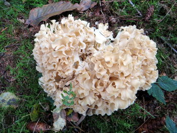 Close-up of flowers growing in field