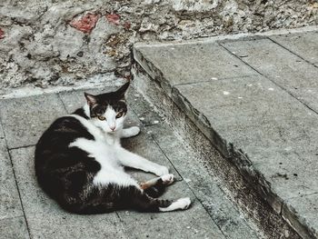 High angle view of cat resting on footpath against wall