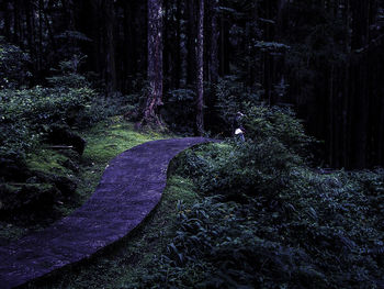 Narrow road along trees in forest