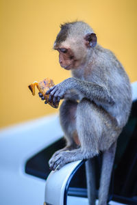 Close-up of a monkey eating food