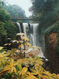 Scenic view of waterfall in forest