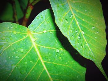Close-up of water drops on leaf