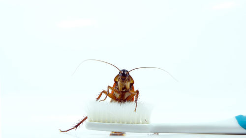 Close-up of insect over white background