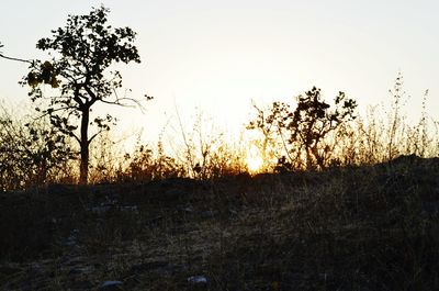 Silhouette of trees at sunset