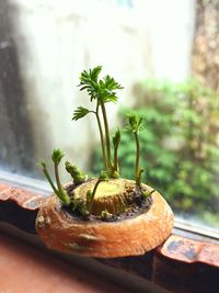 Close-up of plant on table