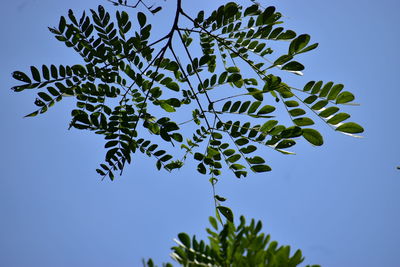 Low angle view of tree against clear blue sky