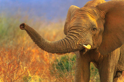 Elephant standing on field