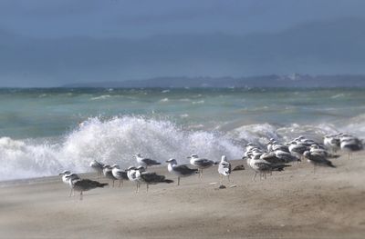 Flock of birds on beach