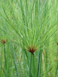 Close-up of green leaf