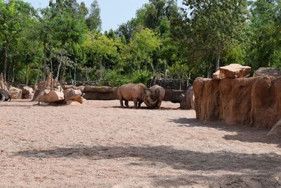 Elephant walking in zoo