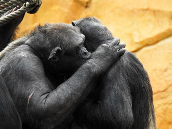 Monkees in zoo