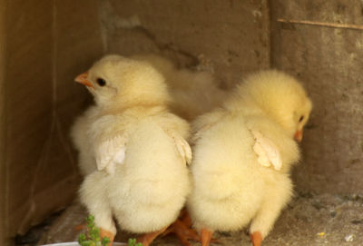 Close-up of young bird