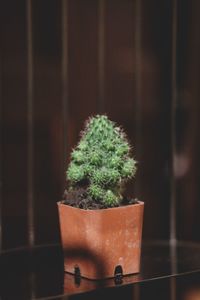 Close-up of potted plant