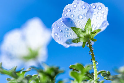 Low angle view of wet flower against blue sky
