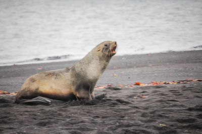 High angle view of sea lion on beach