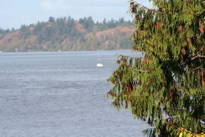 Scenic view of pine trees and sea against sky