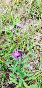 High angle view of purple flowering plant on field