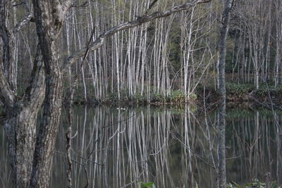 Scenic view of lake in forest