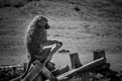 Close-up of monkey sitting outdoors