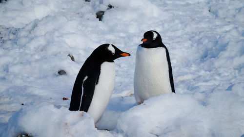 Penguins in arctic winter ocean landscapes near paradise bay in antarctica.