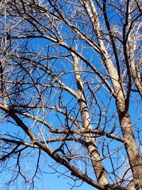 Low angle view of bare trees against blue sky