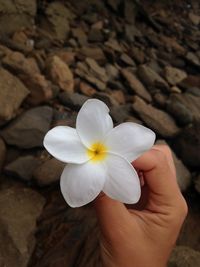 Close-up of hand holding flower