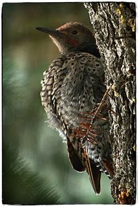 Close-up of bird perching outdoors