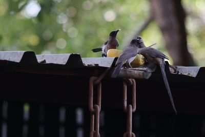 Low angle view of birds perching on wood