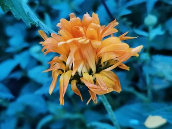 Close-up of yellow flower