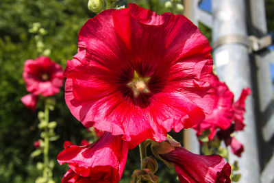 Close-up of pink flowers