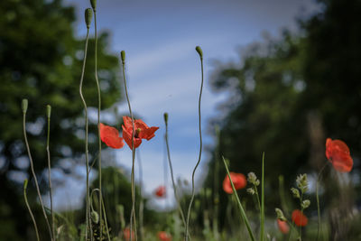 Close-up of red poppy flowers blooming outdoors