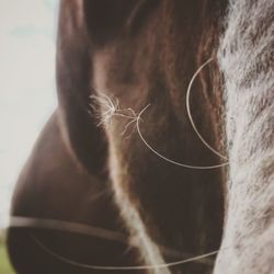 Close-up of a horse