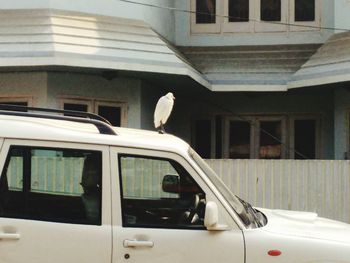 Bird perching on car