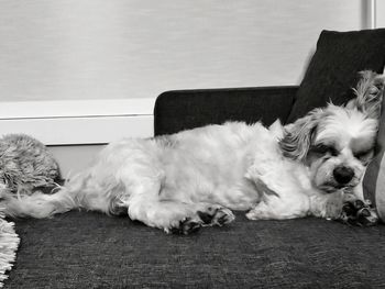 Dog sleeping on sofa at home