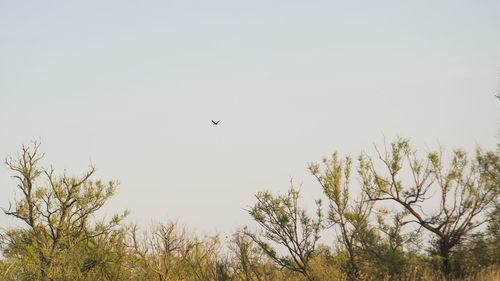 Low angle view of bird flying in the sky