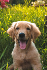 Portrait of dog on field