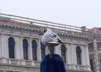 Low angle view of bird perching on building against clear sky