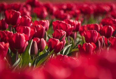Close-up of pink tulips