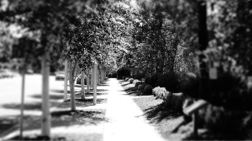 Panoramic view of people walking on street in park