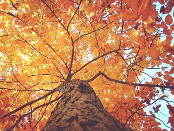 Low angle view of autumn trees