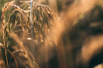 Close-up of wheat growing on field